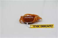 藏品(北方丑招潮蟹)的圖片